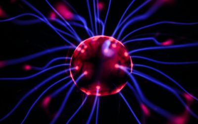 L’évolution des fonctions cognitives chez les animaux et les humains