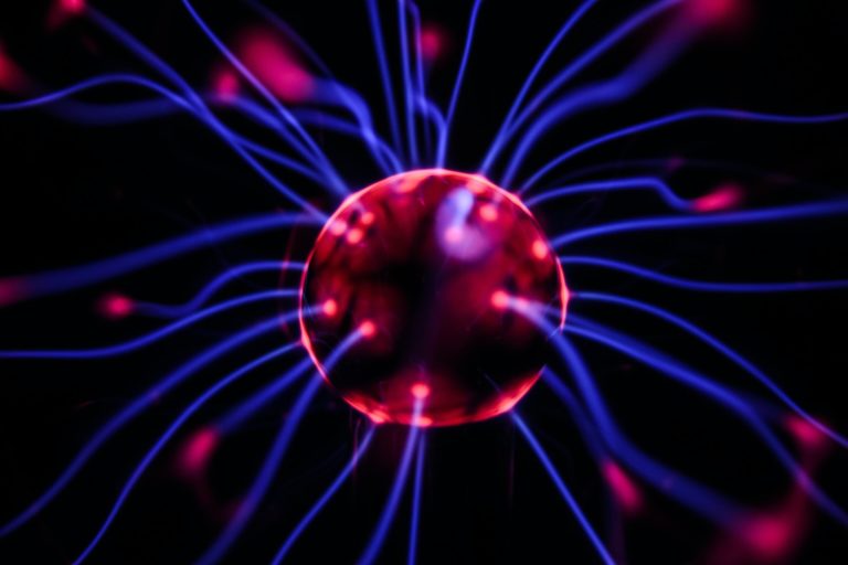 L&rsquo;évolution des fonctions cognitives chez les animaux et les humains